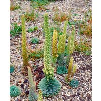 Kategorie <b>Stauden </b> - Orostachys spinosus