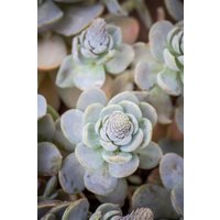 Kategorie <b>Produkt nicht gewünscht </b> - Orostachys iwarenge