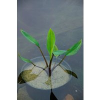 Kategorie <b>Stauden </b> - Orontium aquaticum