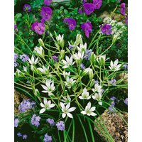 Kategorie <b>Stauden </b> - Ornithogalum umbellatum