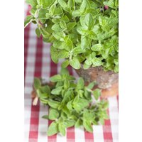 Kategorie <b>Produkt nicht gewünscht </b> - Origanum vulgare ssp.hirtum