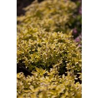 Stauden - Origanum vulgare 'Aureum'