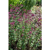 Kategorie <b>Produkt nicht gewünscht </b> - Origanum laevigatum 'Rosenkuppel'