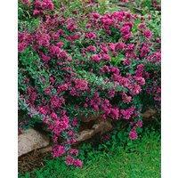 Kategorie <b>Produkt nicht gewünscht </b> - Origanum laevigatum 'Herrenhausen'