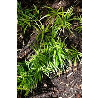 Kategorie <b>Produkt nicht gewünscht </b> - Ophiopogon japonicus 'Minor'