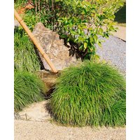 Kategorie <b>Produkt nicht gewünscht </b> - Ophiopogon japonicus