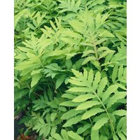 Kategorie <b>Gräser </b> - Onoclea sensibilis