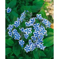 Kategorie <b>Stauden </b> - Omphalodes cappadocica 'Starry Eyes'