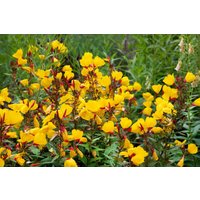 Kategorie <b>Produkt nicht gewünscht </b> - Oenothera tetragona 'Sonnenwende'
