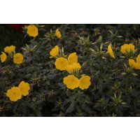 Kategorie <b>Produkt nicht gewünscht </b> - Oenothera tetragona 'Hohes Licht'