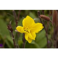 Kategorie <b>Produkt nicht gewünscht </b> - Oenothera odorata