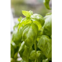 Kategorie <b>Kräuter- und Teepflanzen </b> - Ocimum basilicum