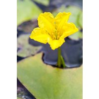 Kategorie <b>Produkt nicht gewünscht </b> - Nymphoides peltata