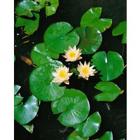 Kategorie <b>Produkt nicht gewünscht </b> - Nymphaea x cult.'Walter Pagels'