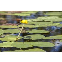 Kategorie <b>Produkt nicht gewünscht </b> - Nuphar lutea