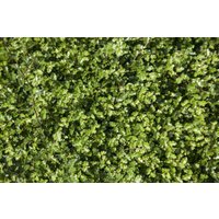 Kategorie <b>Laubbäume </b> - Nothofagus antarctica