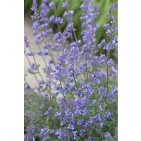 Kategorie <b>Produkt nicht gewünscht </b> - Nepeta x faassenii 'Six Hills Giant'