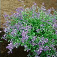 Stauden - Nepeta x faassenii 'Kit Cat'