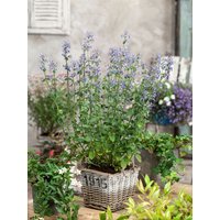 Kategorie <b>Stauden </b> - Nepeta x faassenii 'Gletschereis'