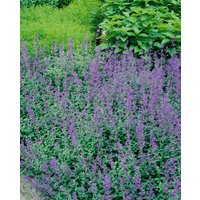 Kategorie <b>Stauden </b> - Nepeta x faassenii 'Dropmore'