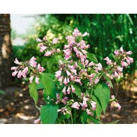 Kategorie <b>Produkt nicht gewünscht </b> - Nepeta subsessilis 'Sweet Dreams'