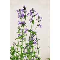 Kategorie <b>Produkt nicht gewünscht </b> - Nepeta sibirica