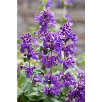 Kategorie <b>Stauden </b> - Nepeta racemosa 'Superba'