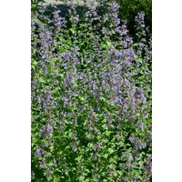 Kategorie <b>Stauden </b> - Nepeta grandiflora 'Blue Danube'