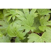 Kategorie <b>Stauden </b> - Mukdenia rossii