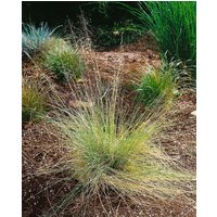 Kategorie <b>Stauden </b> - Muhlenbergia capillaris