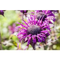 Kategorie <b>Produkt nicht gewünscht </b> - Monarda fistulosa 'Prärienacht'
