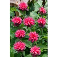 Kategorie <b>Produkt nicht gewünscht </b> - Monarda fistulosa 'Pink Lace' -R-