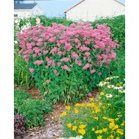 Kategorie <b>Produkt nicht gewünscht </b> - Monarda fistulosa 'Marshall's Delight'