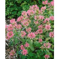 Kategorie <b>Produkt nicht gewünscht </b> - Monarda fistulosa 'Croftway Pink'