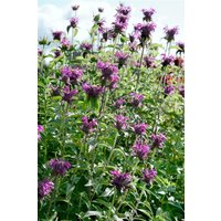 Kategorie <b>Produkt nicht gewünscht </b> - Monarda fistulosa 'Blaustrumpf'
