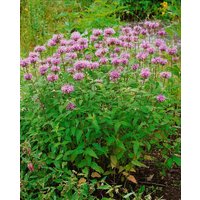 Kategorie <b>Produkt nicht gewünscht </b> - Monarda fistulosa 'Beauty of Cobham'