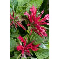 Kategorie <b>Produkt nicht gewünscht </b> - Monarda didyma 'Pink Supreme' -R-