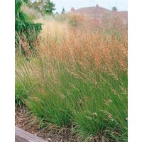 Gräser - Molinia caerulea 'Heidezwerg'