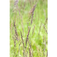 Kategorie <b>Gräser </b> - Molinia caerulea 'Edith Dudszus'