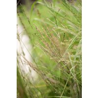Gräser - Molinia arundinacea 'Transparent'