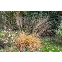 Kategorie <b>Gräser </b> - Molinia arundinacea 'Fontäne'