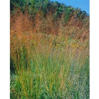 Gräser - Molinia arundinacea