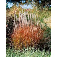 Kategorie <b>Gräser </b> - Miscanthus sinensis var.purpurascens