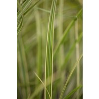 Kategorie <b>Gräser </b> - Miscanthus sinensis 'Variegatus'