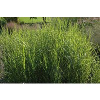 Kategorie <b>Gräser </b> - Miscanthus sinensis 'Strictus'