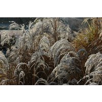 Kategorie <b>Gräser </b> - Miscanthus sinensis 'Sioux'