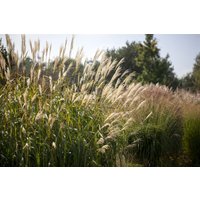 Kategorie <b>Gräser </b> - Miscanthus sinensis 'Silberturm'