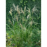 Kategorie <b>Produkt nicht gewünscht </b> - Miscanthus sinensis 'Silberfeder'