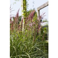 Kategorie <b>Gräser </b> - Miscanthus sinensis 'Rotsilber'