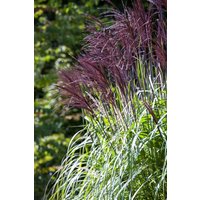 Kategorie <b>Gräser </b> - Miscanthus sinensis 'Rotfeder'